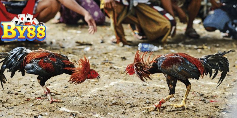 Đá gà Thomo Đam Mê Cá Cược, Lên Kèo Xanh Chín Tỷ lệ cược đa dạng, phong phú