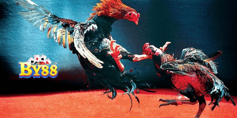 Đá gà Thomo Đam Mê Cá Cược, Lên Kèo Xanh Chín Làm rõ ưu điểm đá gà trực tiếp Thomo